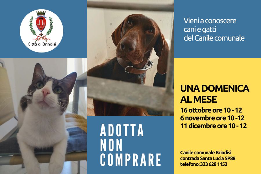 Campagna di adozioni cani e gatti, ecco il calendario per visitare il canile comunale