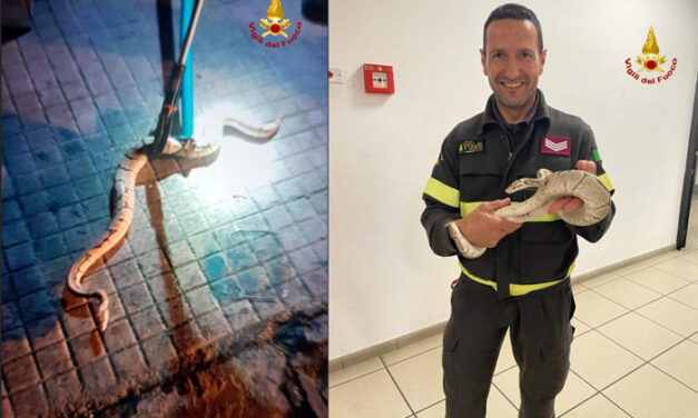 Serpente nascosto nel motore di un’auto in viale Commenda a Brindisi, è un Pitone Reale, recuperato dai Vigili del Fuoco