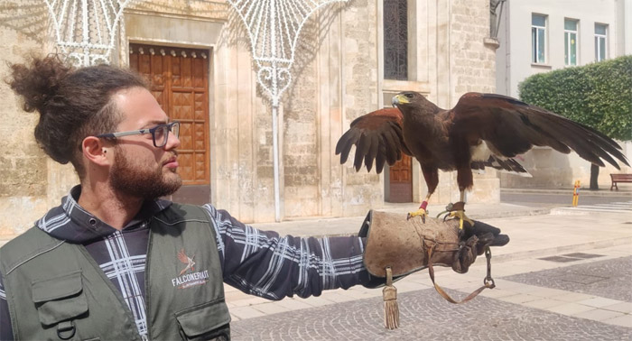 San Michele Salentino, falconeria e collaborazione dei cittadini, strategie efficaci per contrastare l’invasione dei colombi