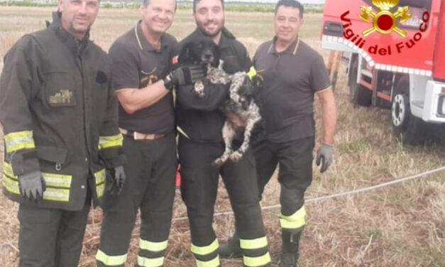 Cade in un pozzo profondo sette metri, cane salvato dai Vigili del Fuoco