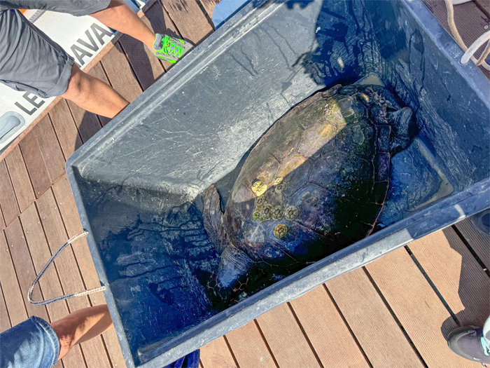 Campionato Italiano di vela d’Altura, lo staff tecnico del Circo della Vela porta in salvo una tartaruga Caretta Caretta