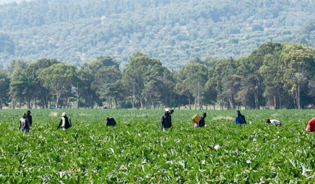Regione Puglia, agricoltura: il Presidente Emiliano firma l’ordinanza per vietare il lavoro nelle ore più calde