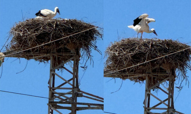 La Polizia Provinciale individua un nido di cicogne, una meraviglia della natura da tutelare