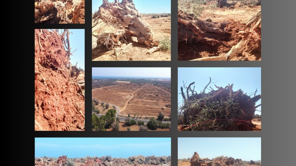 Passeggiata di denuncia tra gli olivi monumentali di Serranova