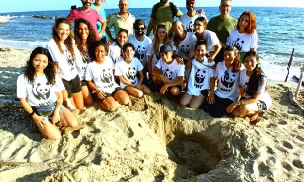 Rinvenuto per la prima volta un nido di tartarughe marine a Torre Guaceto: nate oltre 100 Caretta caretta