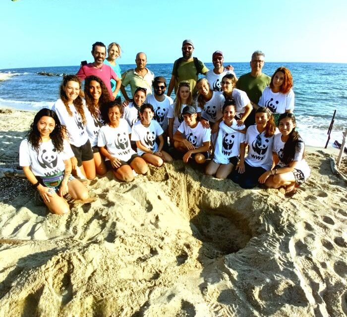 Rinvenuto per la prima volta un nido di tartarughe marine a Torre Guaceto: nate oltre 100 Caretta caretta