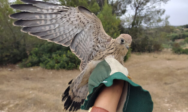 Francavilla Fontana, liberati gli ultimi falchi grillai curati nel Centro Fauna Selvatica della Provincia