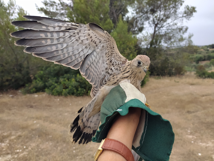 Francavilla Fontana, liberati gli ultimi falchi grillai curati nel Centro Fauna Selvatica della Provincia