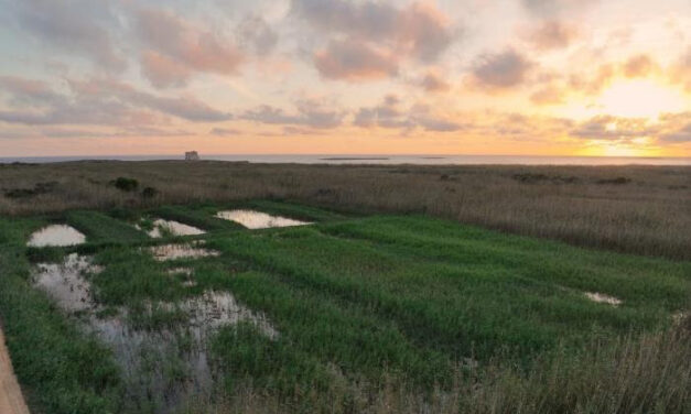 Boom di biodiversità a Torre Guaceto: successo della nuova zona umida