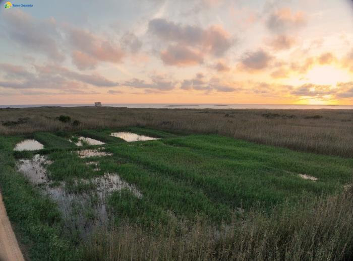 Boom di biodiversità a Torre Guaceto: successo della nuova zona umida